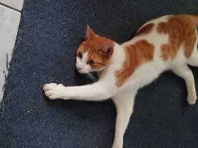 Lost Cat