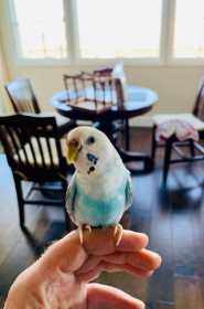 Lost Parakeet