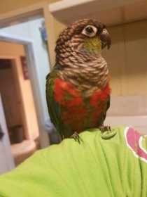 Lost Conure