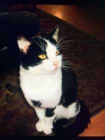Lost Cat