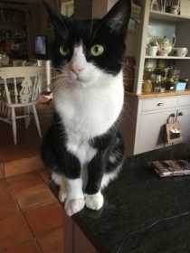 Lost Cat