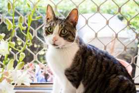 Lost Cat