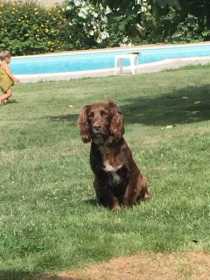 Lost Dog