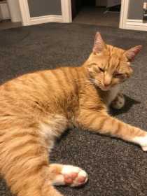 Lost Cat