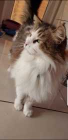 Lost Cat