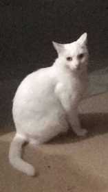 Lost Cat