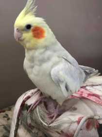 Lost Cockatiel