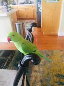 Lost Indian Ringneck Parakeet