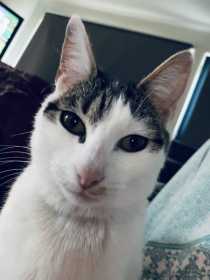 Lost Cat