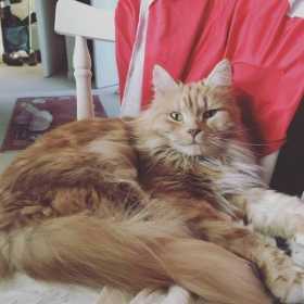 Lost Cat