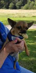 Lost Dog