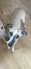 Lost Dog