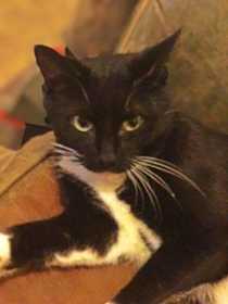 Lost Cat