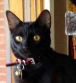 Lost Cat