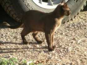 Lost Cat