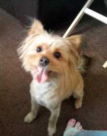 Lost Dog