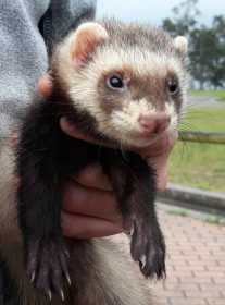 Lost Ferret