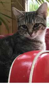 Lost Cat