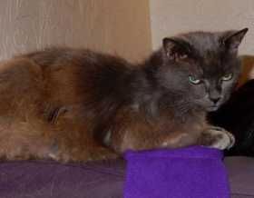 Lost Cat