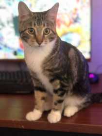 Lost Cat