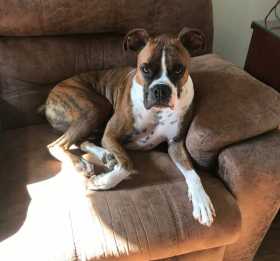 Lost Dog