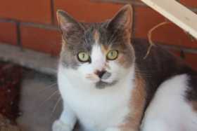 Lost Cat
