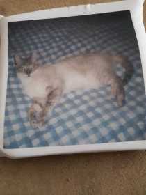 Lost Cat