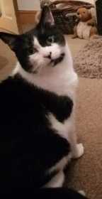 Lost Cat
