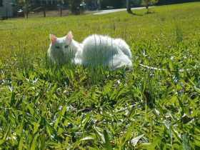 Lost Cat