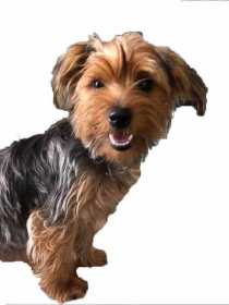 Lost Dog