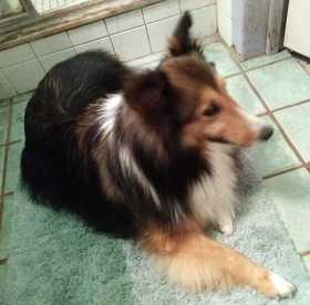 Lost Dog