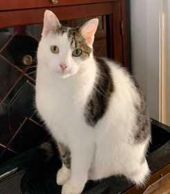 Lost Cat