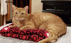 Lost Cat