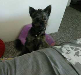 Lost Dog