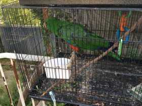 Lost Eclectus