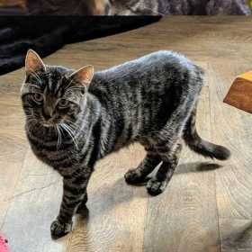 Lost Cat