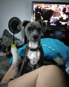 Lost Dog