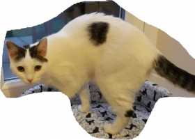 Lost Cat