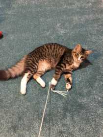 Lost Cat