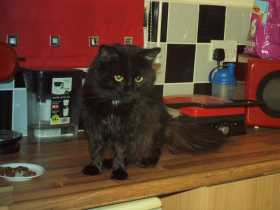 Lost Cat