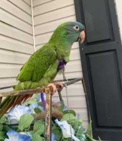 Lost Conure