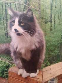 Lost Cat
