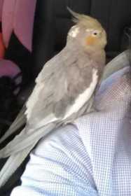 Lost Cockatiel