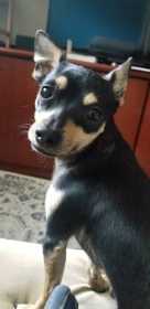 Lost Dog
