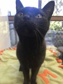 Lost Cat