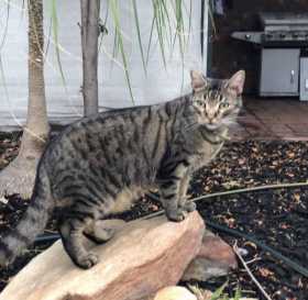 Lost Cat