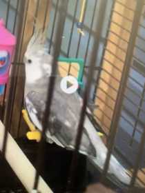 Lost Cockatiel