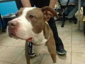 Lost Dog