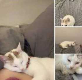 Lost Cat