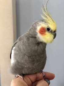 Lost Cockatiel